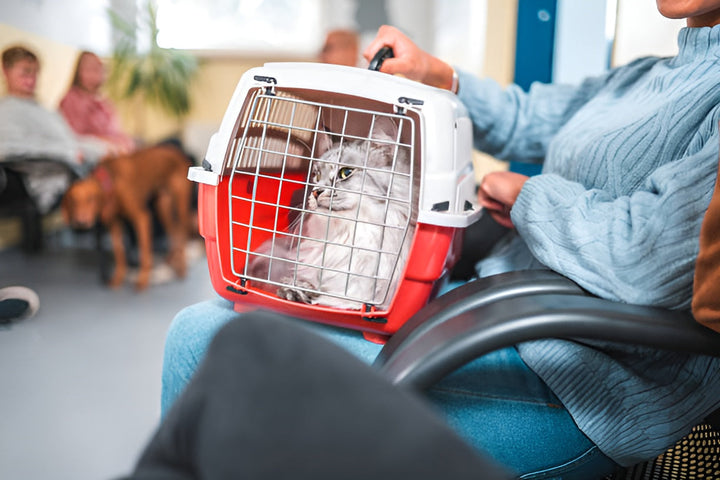 Travel Comfort With Pet Carriers