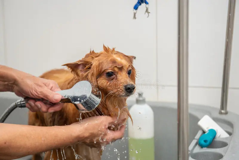 Healthy Coats Through Grooming