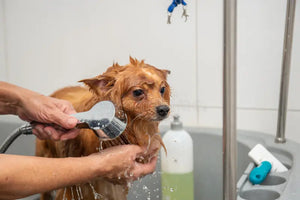 Healthy Coats Through Grooming