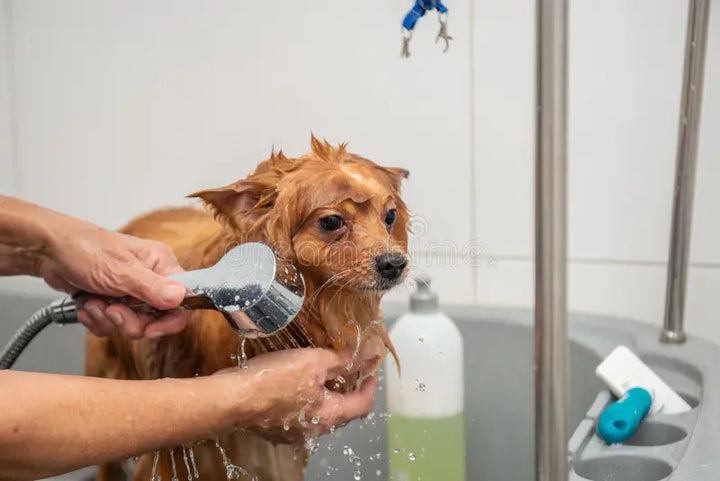 Healthy Coats Through Grooming